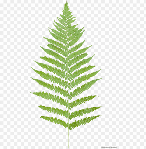 tropical ferns - fern leaf no background Isolated Subject on HighResolution Transparent PNG