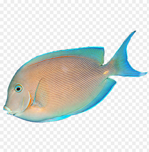 tropical fish - tropical fish no background PNG images with transparent canvas compilation