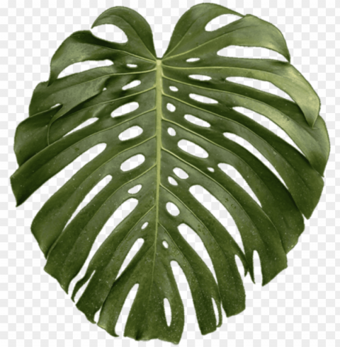 tropical plant leaf - transparent tropical plant PNG for educational projects