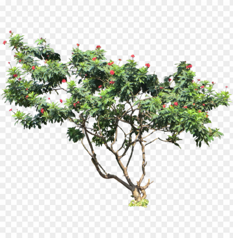 tropical plant pictures - 2d model cut out pohon kamboja photosho Free download PNG images with alpha channel diversity