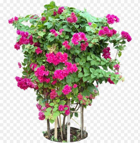 tropical plant pictures - bougainvillea plants format Isolated Element in HighQuality PNG