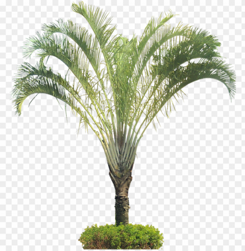 tropical plant pictures - dypsis decaryi PNG for Photoshop PNG transparent with Clear Background ID 521f258c