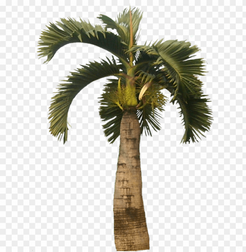 tropical plant pictures - palm trees PNG for design