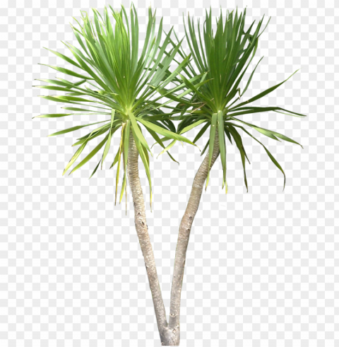 tropical plant - dracaena draco PNG images with alpha transparency selection
