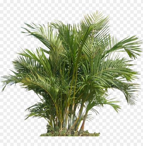 tropical plants - tropical plant PNG download free