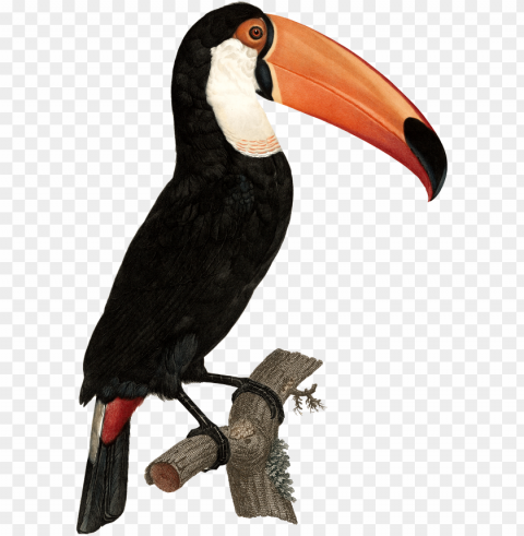 tropical toucan - vintage toucan prints PNG isolated