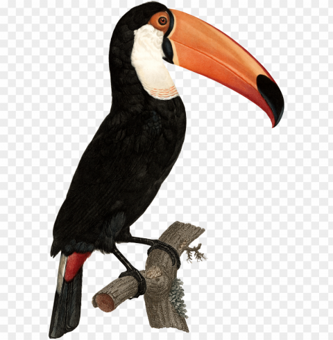 tropical toucan - vintage toucan prints PNG isolated PNG transparent with Clear Background ID 1b4d4601