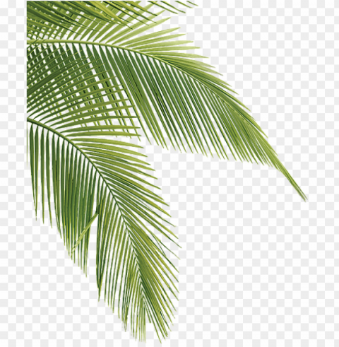 tropical pine leaves - palm tree leaves PNG transparent graphics for download