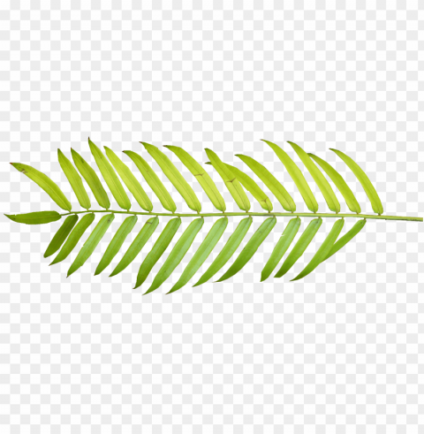 tropical vector frawn - palm leaf watercolor Isolated Element in HighResolution Transparent PNG