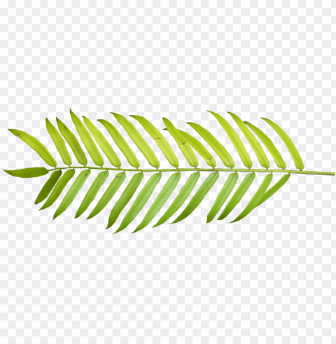 Tropical Vector Frawn - Palm Leaf Watercolor Isolated Element In HighResolution Transparent PNG