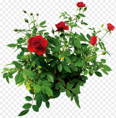 Цветок Розы Куст Розы Красной rose flower rose bush - bush of roses High-quality PNG images with transparency