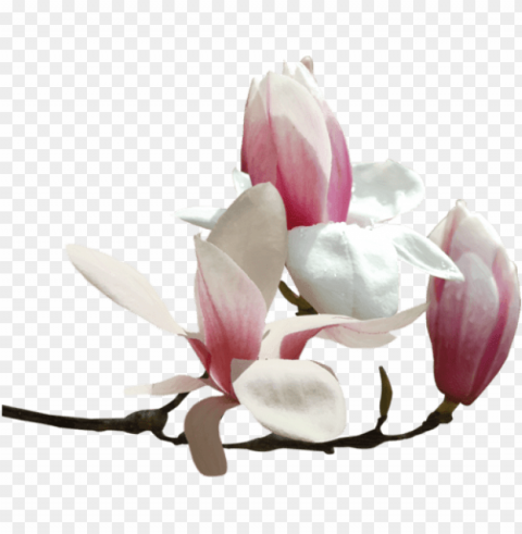 tubes fleurs - magnolia fleur Transparent background PNG gallery