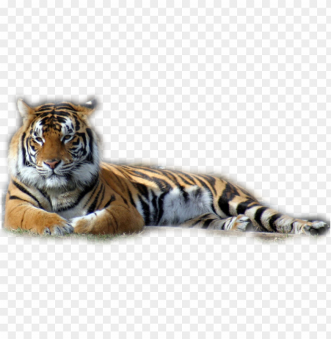 tubes tigres en - mike the tiger iphone HighResolution PNG Isolated on Transparent Background