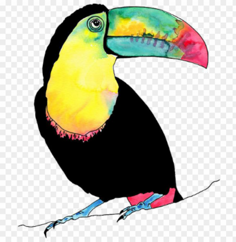 tucan bird vogel animal birds animals petsandanimals - watercolour tropical birds PNG cutout