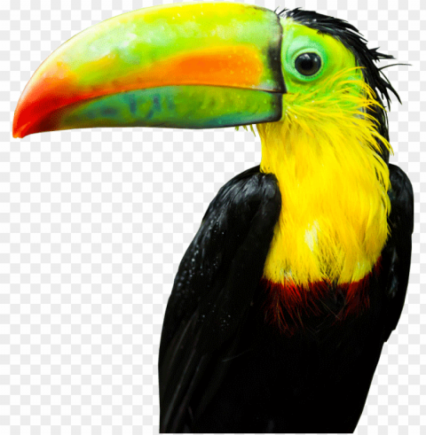 Tucan - Tucan HighQuality Transparent PNG Object Isolation