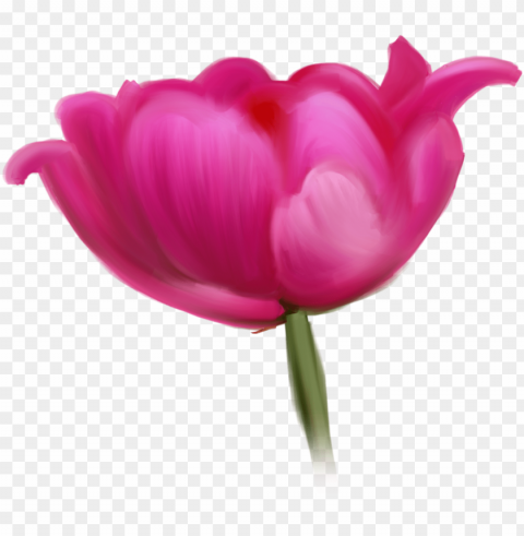 tulip cut flowers raster graphics- tulip cut flowers raster graphics PNG Graphic with Transparent Isolation