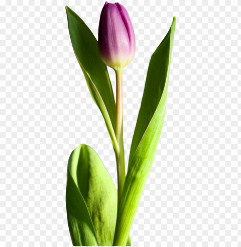 tulip flower HighResolution PNG Isolated Artwork
