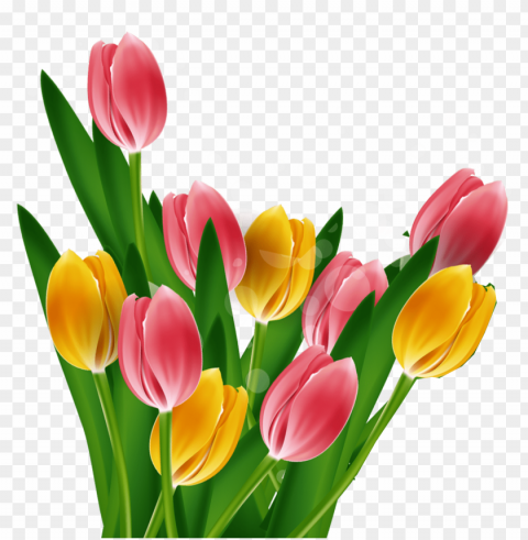 tulip mothers day - tulip PNG transparency