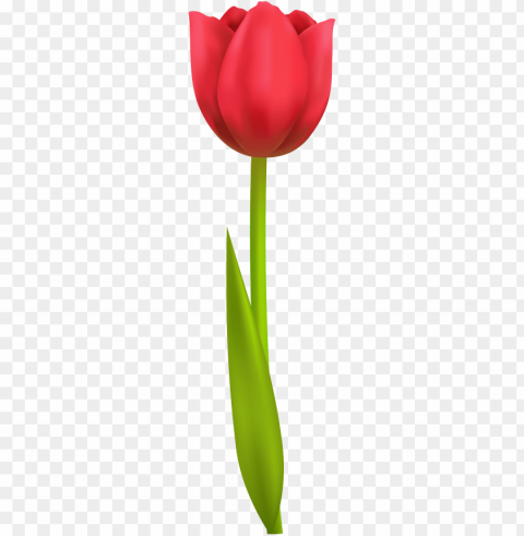 tulip clip art - tulip clipart PNG Image with Transparent Isolation