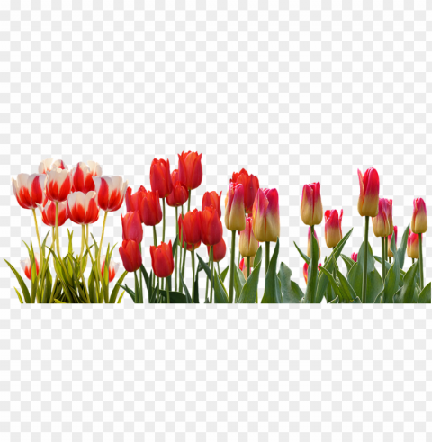 tulip spring nature flower color plant garden - tulip flower garden HighQuality Transparent PNG Isolated Artwork