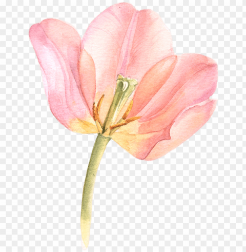 tulip transparent watercolor black and white library - watercolor flowers tulips PNG graphics with alpha transparency broad collection