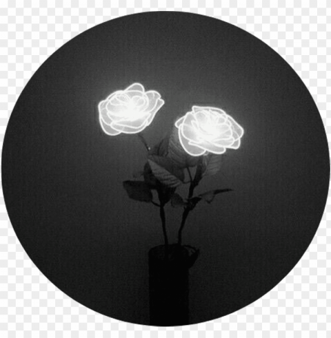 tumblr aesthetic black roses rose - white rose tumblr aesthetic Transparent PNG Artwork with Isolated Subject