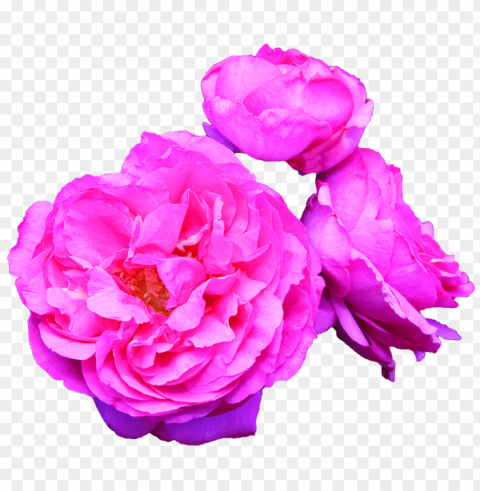 Tumblr Flowers Transparent PNG Graphics Bulk Assortment