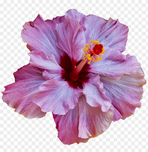 Tumblr Flowers Transparent PNG Image