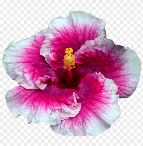 Tumblr Flowers Transparent PNG Images For Printing