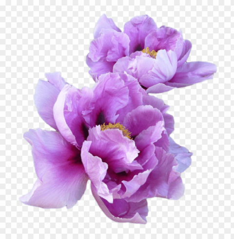 tumblr flowers Transparent PNG Isolated Graphic Detail