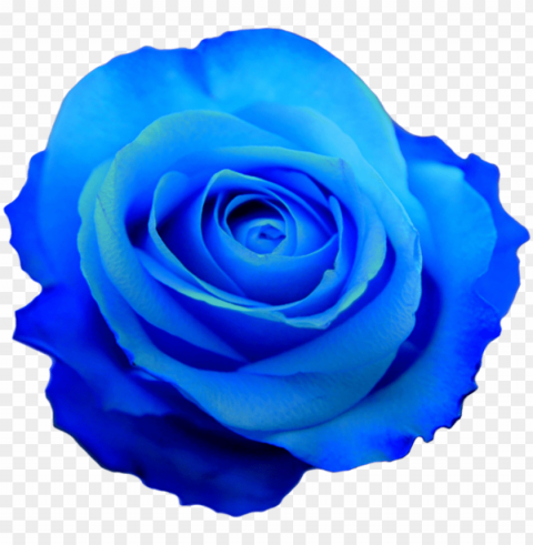 tumblr ml0g17raez1rm6jd7o1 1280 - blue roses PNG with transparent background for free