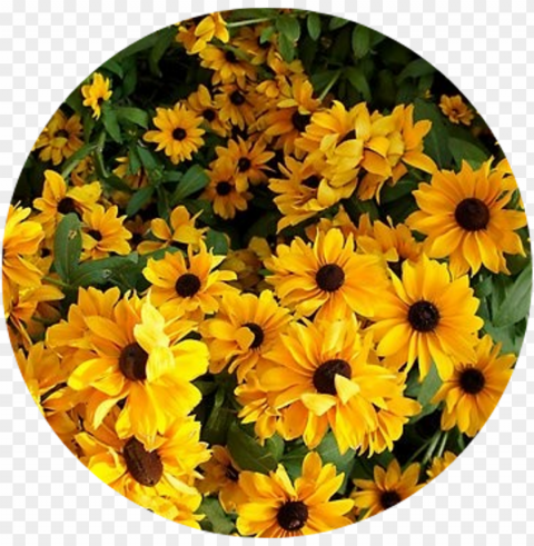 tumblr sticker - yellow flower aesthetic PNG files with no background assortment