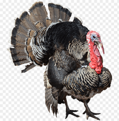 turkey PNG images with transparent elements pack