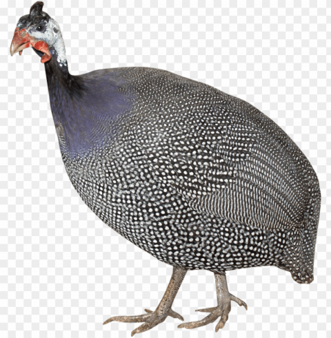 turkey bird download image with transparent - Индейка Клипарт PNG images with clear backgrounds