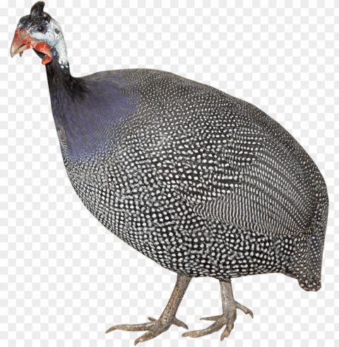 turkey bird download image with transparent - Индейка Клипарт PNG images with clear backgrounds PNG transparent with Clear Background ID 276c6392