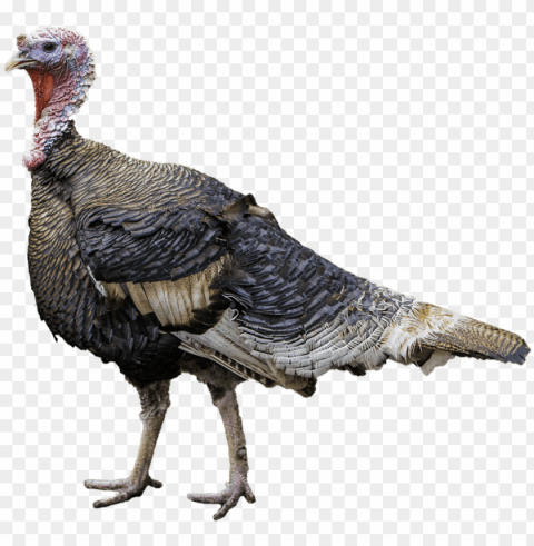 turkey bird free download - turkey meat Transparent PNG image