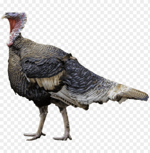 turkey bird images - turkey Transparent PNG graphics variety