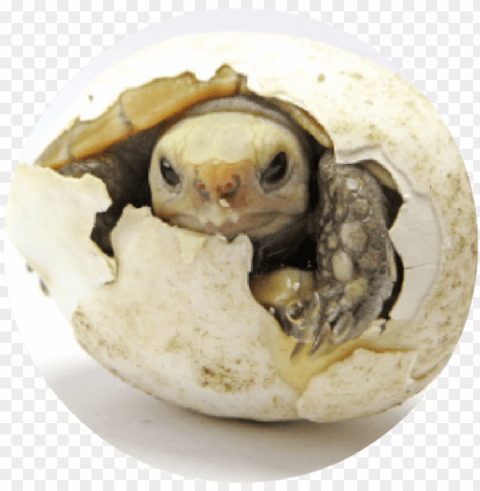 turtle cracking egg round - turtle egg HighResolution Transparent PNG Isolated Item