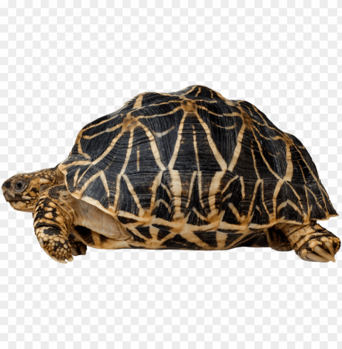 turtle clip art - indian star tortoise art PNG images transparent pack
