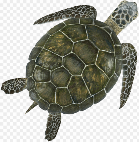 turtle - green sea turtle PNG design elements