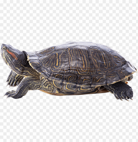 turtle - turtle PNG Image Isolated on Clear Backdrop