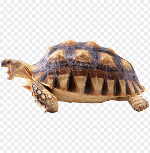 turtle - turtle transparent Clear Background Isolated PNG Object
