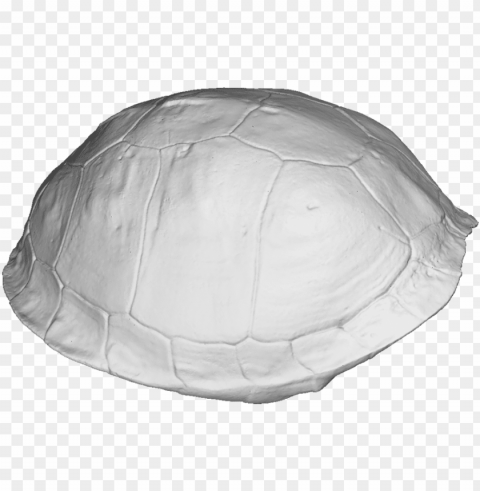 turtle shell 3d scan - tortoise PNG clipart