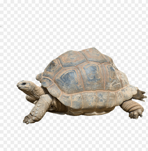 turtle tortoise reptile giant tortoise panzer - giant turtle Isolated Graphic Element in HighResolution PNG