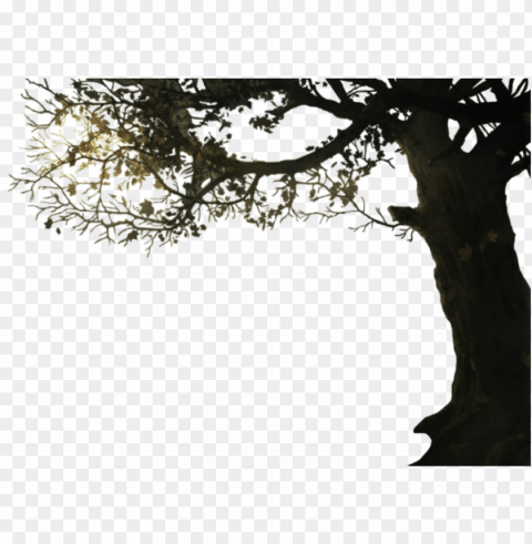 tutorial on how to setup your zlayers - tree branch border Isolated Icon on Transparent Background PNG