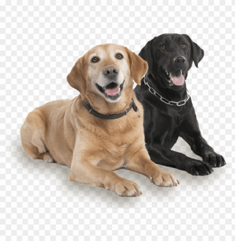 two cute dogs - do Isolated Artwork with Clear Background in PNG