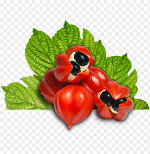 uarana-fruta - guarana seed extract PNG Graphic with Transparent Isolation