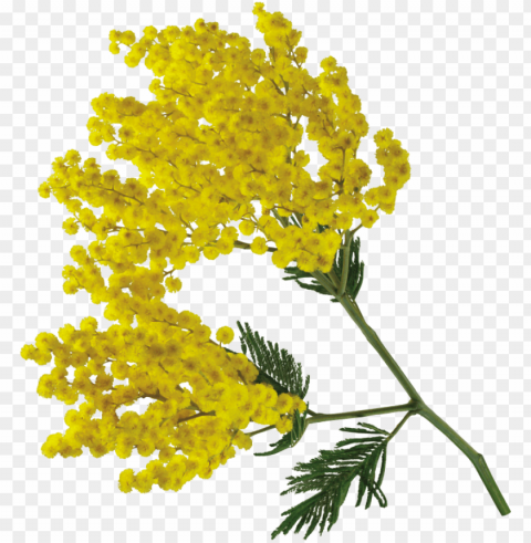 Ublicat De Eu Ciresica La - Acacia Flower PNG With Isolated Transparency