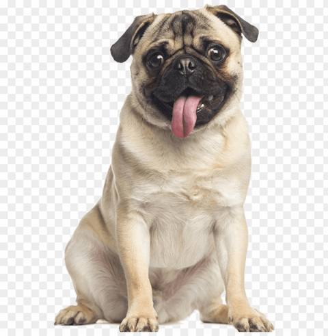 ug image - dog pug Free PNG file PNG transparent with Clear Background ID 88ce04cb