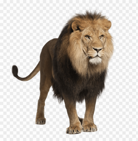 unsurpassed lions photo download lion images free - lion stock Isolated Character on Transparent Background PNG